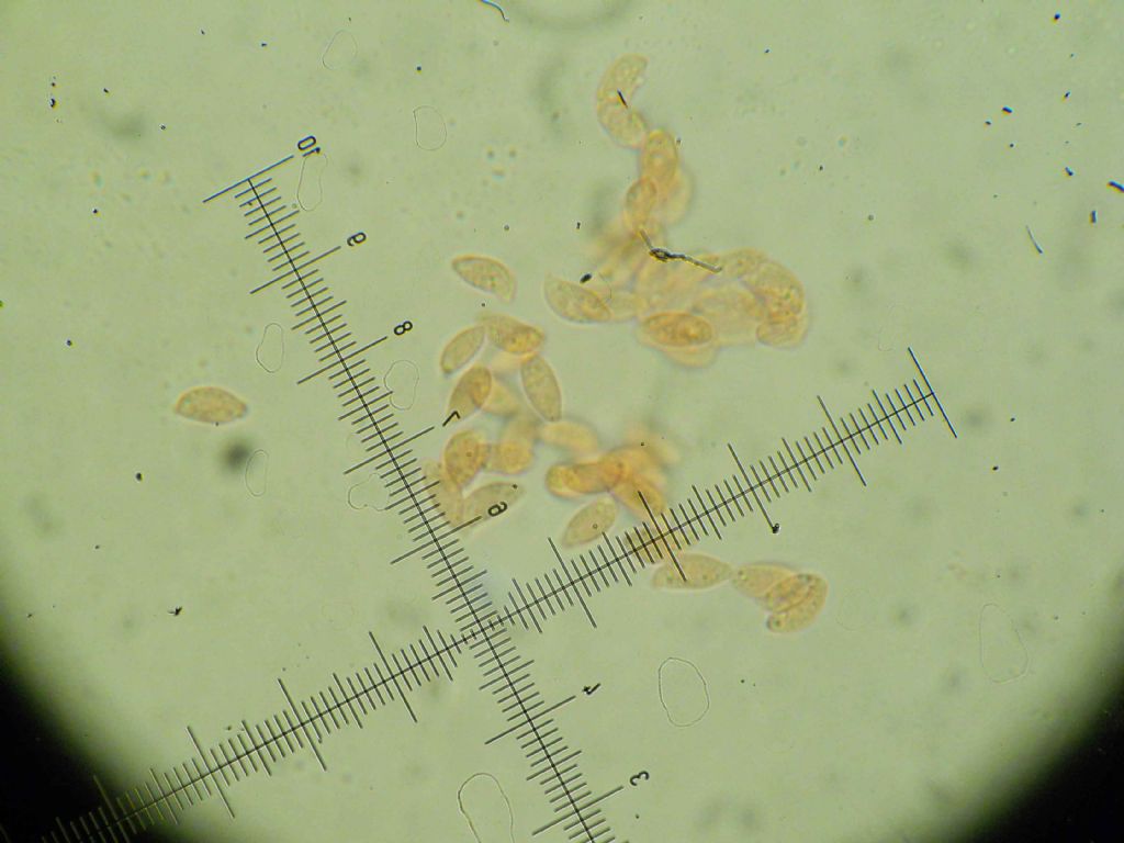 Botryobasidium? (Botryobasidium subcoronatum)